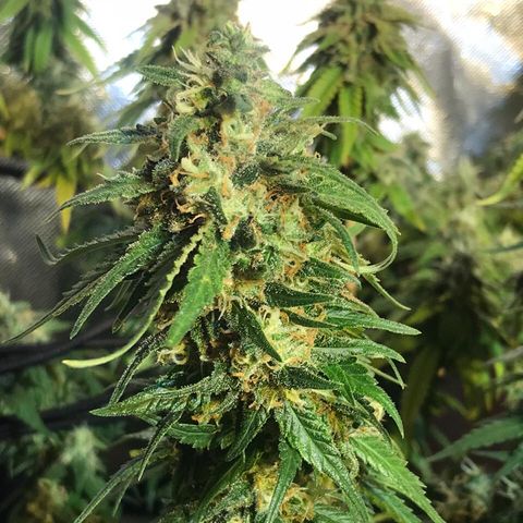 Gorilla Glue #4 growlog timeline photo