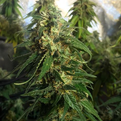 Gorilla Glue #4 growlog timeline photo