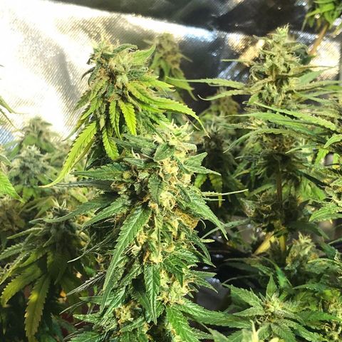 Gorilla Glue #4 growlog timeline photo
