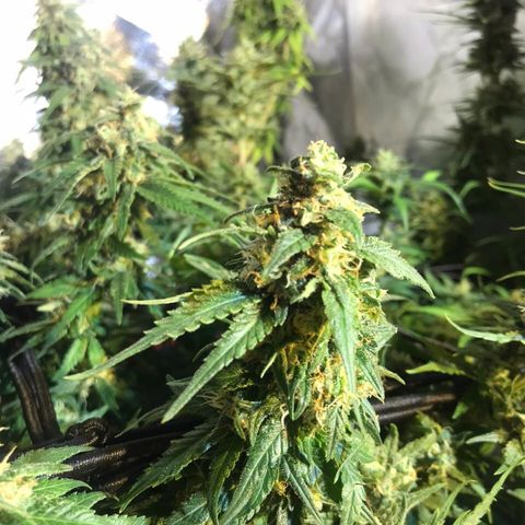 Gorilla Glue #4 growlog timeline photo