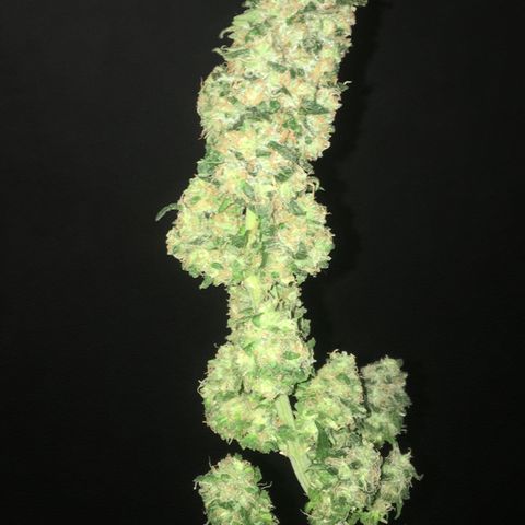 Gorilla Glue #4 growlog timeline photo