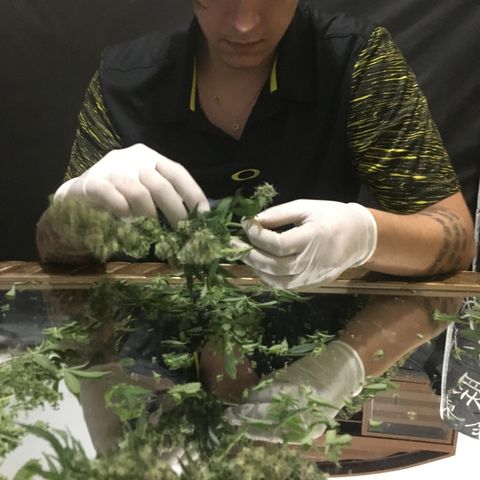 Gorilla Glue #4 growlog timeline photo