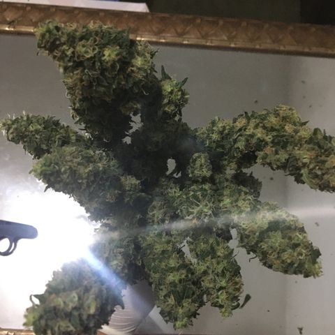 Gorilla Glue #4 growlog timeline photo