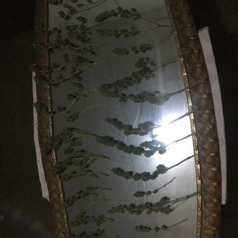 Gorilla Glue #4 growlog timeline photo