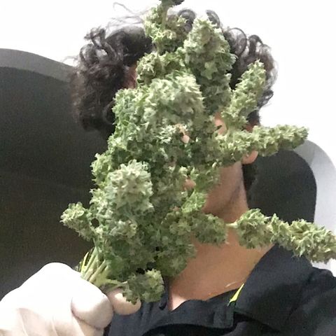Gorilla Glue #4 growlog timeline photo