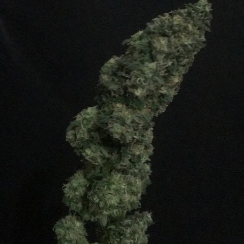 Gorilla Glue #4 growlog timeline photo