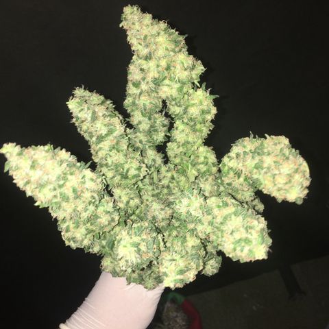 Gorilla Glue #4 growlog timeline photo