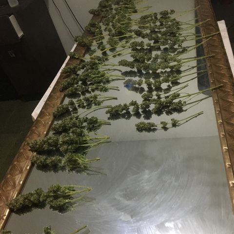 Gorilla Glue #4 growlog timeline photo