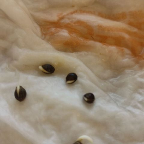 White Widow growlog photo: All 5 Babies have hatched 