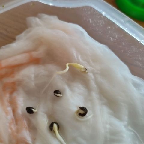 White Widow growlog photo: Planting day!