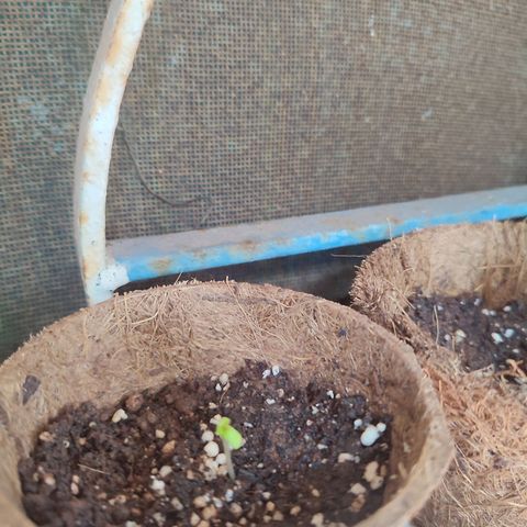 White Widow growlog photo: Welcome to the world 