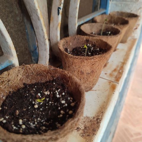 White Widow growlog photo: 3 have become seedlings so far