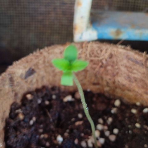 White Widow growlog photo: All 5 seedlings 