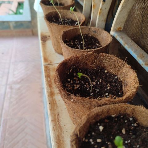 White Widow growlog photo: All 5 seedlings 