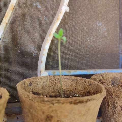 White Widow growlog timeline photo
