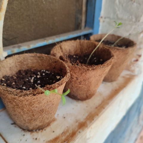White Widow growlog photo: Second leaf row 