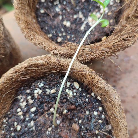 White Widow growlog timeline photo