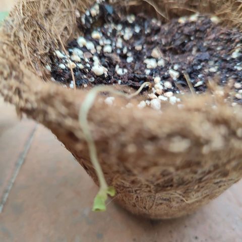 White Widow growlog photo: one died 