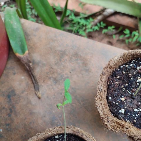 White Widow growlog photo: second plant died