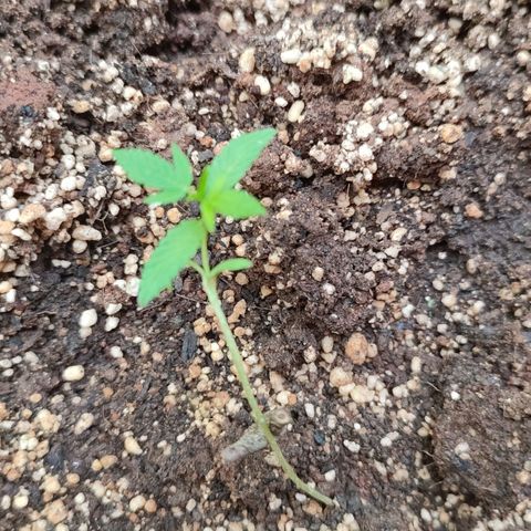 White Widow growlog timeline photo