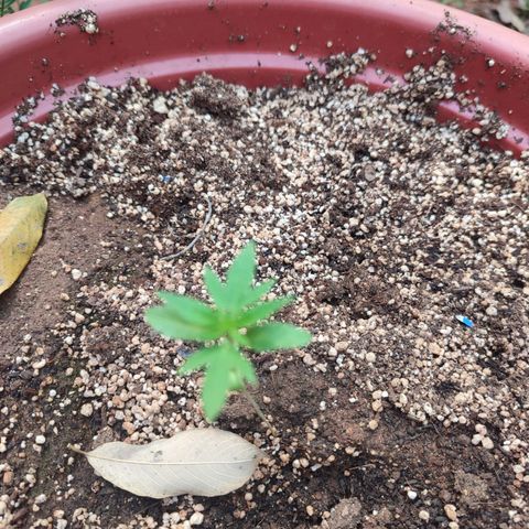 White Widow growlog timeline photo