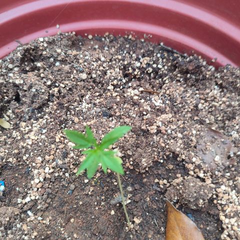 White Widow growlog timeline photo