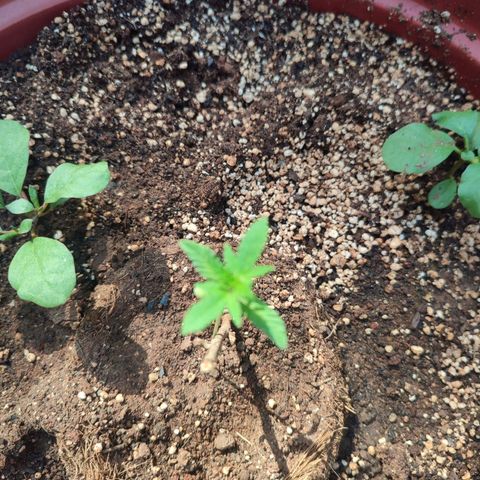 White Widow growlog timeline photo