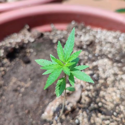 White Widow growlog timeline photo