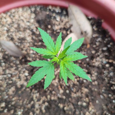White Widow growlog timeline photo