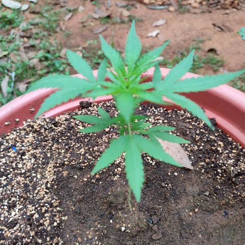 White Widow growlog timeline photo