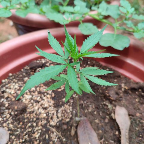White Widow growlog timeline photo