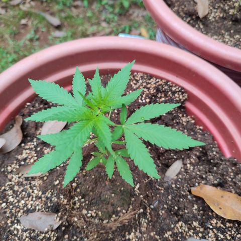 White Widow growlog timeline photo
