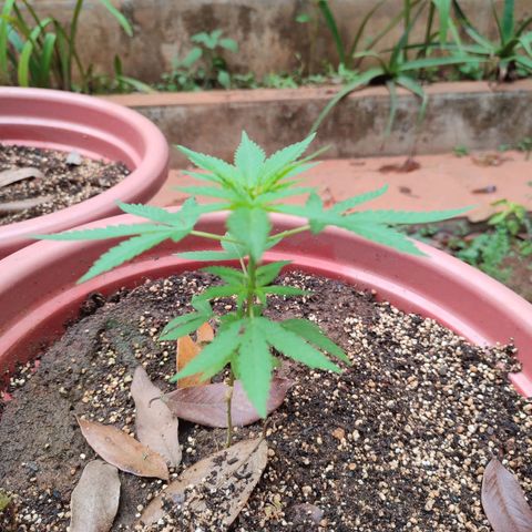 White Widow growlog timeline photo