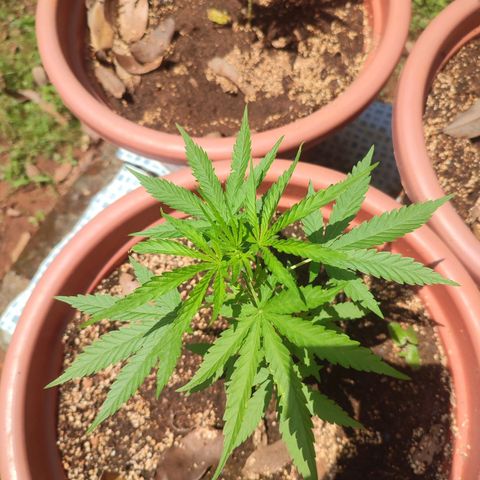 White Widow growlog timeline photo