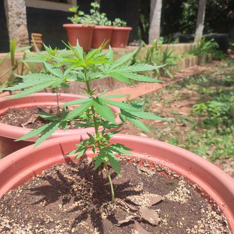 White Widow growlog timeline photo