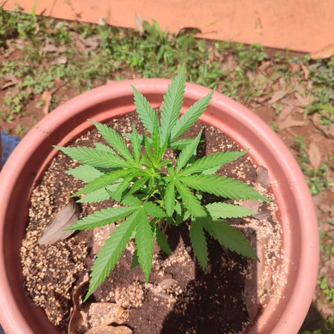 White Widow growlog timeline photo