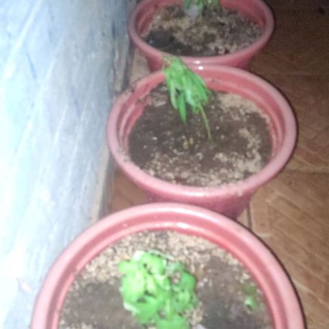 White Widow growlog photo: Almost lost my girls in heavy rainstorm 