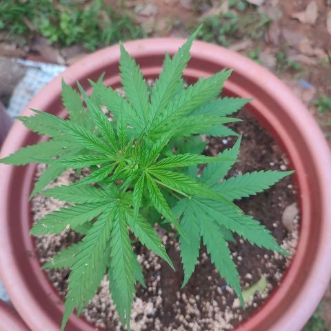 White Widow growlog photo: Almost lost my girls in heavy rainstorm 
