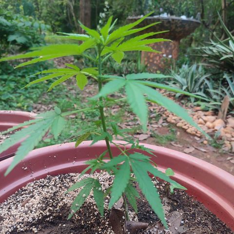 White Widow growlog photo: Almost lost my girls in heavy rainstorm 