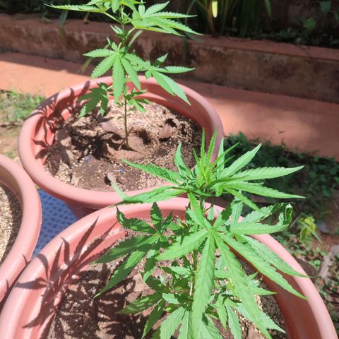 White Widow growlog timeline photo