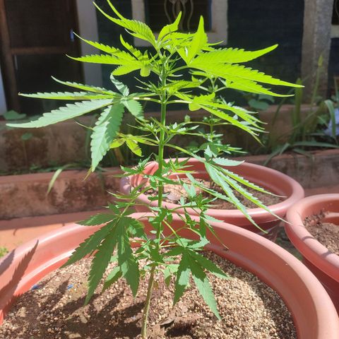 White Widow growlog timeline photo