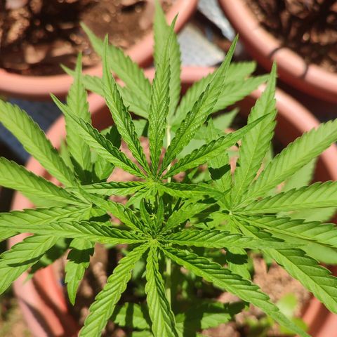 White Widow growlog timeline photo