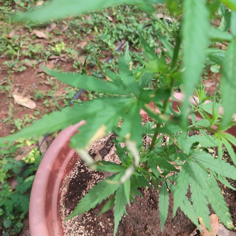 White Widow growlog photo: One plant seems to be sick