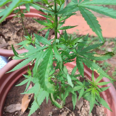 White Widow growlog photo: One plant seems to be sick