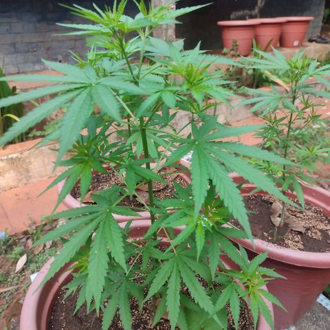 White Widow growlog timeline photo