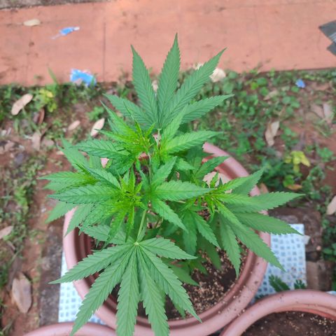 White Widow growlog timeline photo