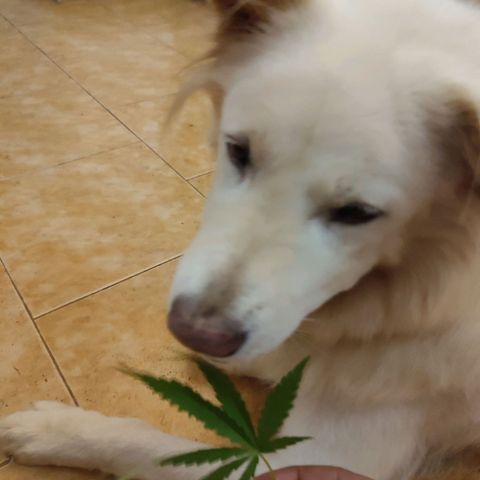 White Widow growlog timeline photo