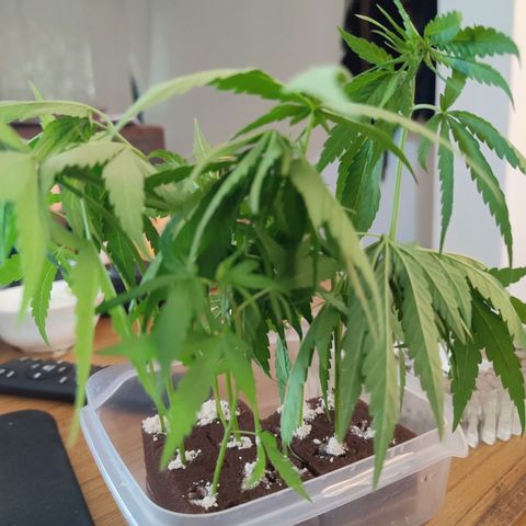 White Widow growlog photo: Clones of three White Widow Mothers taken day 53