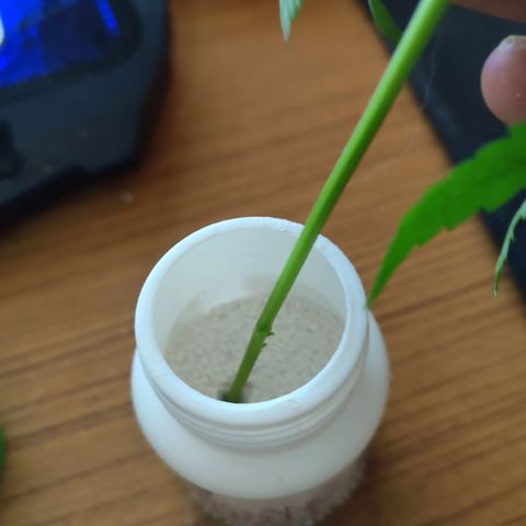 White Widow growlog photo: Clones of three White Widow Mothers taken day 53