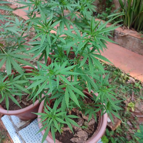 White Widow growlog timeline photo